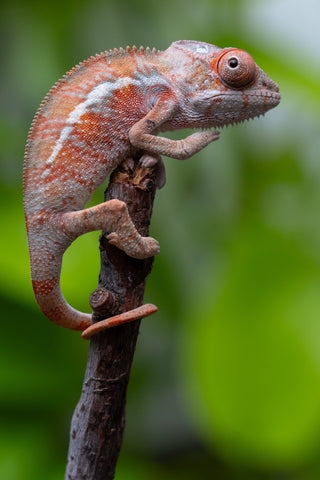 Ambilobe From "Fantara-makara" (AKA Star Gazer) x "Ontany-fango" (AKA Question Mark) - Hatched June - July 2026 - Male #2