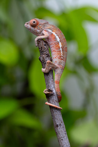 Ambilobe From "Fantara-makara" (AKA Star Gazer) x "Ontany-fango" (AKA Question Mark) - Hatched June - July 2026 - Male #2