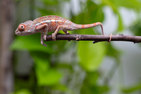 Ambilobe From "Fantara-makara" (AKA Star Gazer) x "Ontany-fango" (AKA Question Mark) - Hatched June - July 2026 - Male #2