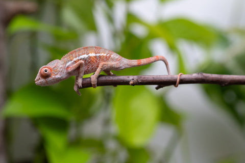 Ambilobe From "Fantara-makara" (AKA Star Gazer) x "Ontany-fango" (AKA Question Mark) - Hatched June - July 2026 - Male #2
