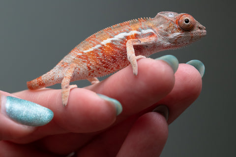 Ambilobe From "Fantara-makara" (AKA Star Gazer) x "Ontany-fango" (AKA Question Mark) - Hatched June - July 2026 - Male #2