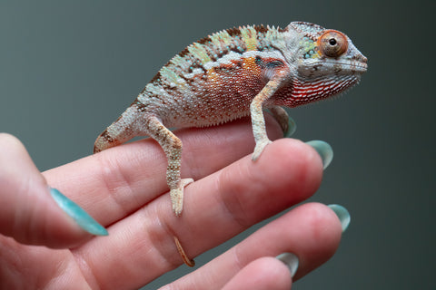 Ambilobe From "Fantara-makara" (AKA Star Gazer) x "Ontany-fango" (AKA Question Mark) - Hatched June - July 2026 - Male #3