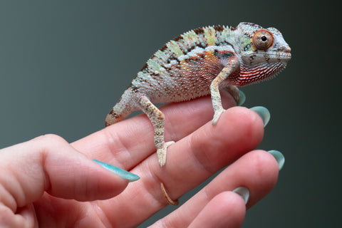 Ambilobe From "Fantara-makara" (AKA Star Gazer) x "Ontany-fango" (AKA Question Mark) - Hatched June - July 2026 - Male #3