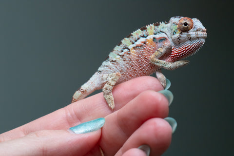 Ambilobe From "Fantara-makara" (AKA Star Gazer) x "Ontany-fango" (AKA Question Mark) - Hatched June - July 2026 - Male #3