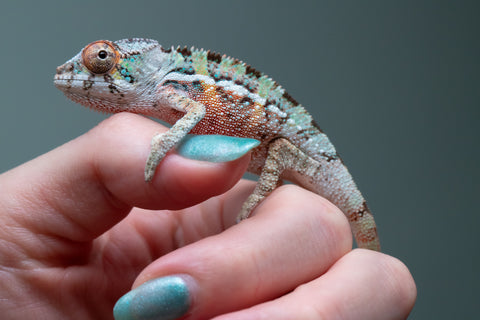 Ambilobe From "Fantara-makara" (AKA Star Gazer) x "Ontany-fango" (AKA Question Mark) - Hatched June - July 2026 - Male #3