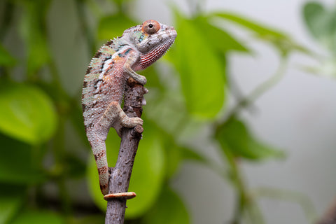 Ambilobe From "Fantara-makara" (AKA Star Gazer) x "Ontany-fango" (AKA Question Mark) - Hatched June - July 2026 - Male #3