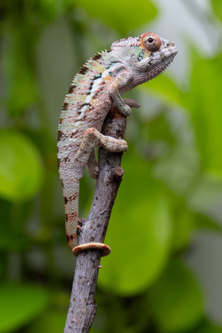Ambilobe From "Fantara-makara" (AKA Star Gazer) x "Ontany-fango" (AKA Question Mark) - Hatched June - July 2026 - Male #3