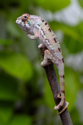 Ambilobe From "Fantara-makara" (AKA Star Gazer) x "Ontany-fango" (AKA Question Mark) - Hatched June - July 2026 - Male #3