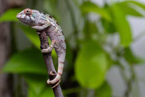 Ambilobe From "Fantara-makara" (AKA Star Gazer) x "Ontany-fango" (AKA Question Mark) - Hatched June - July 2026 - Male #3