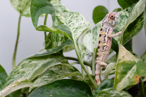 Ambilobe From "Fantara-makara" (AKA Star Gazer) x "Ontany-fango" (AKA Question Mark) - Hatched June - July 2026 - Male #3