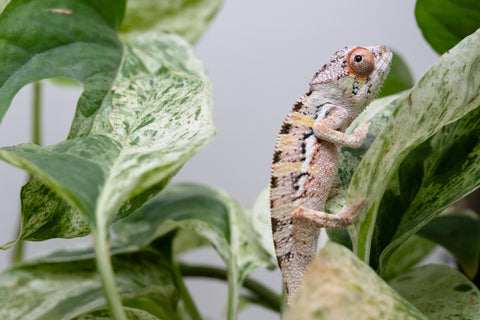 Ambilobe From "Fantara-makara" (AKA Star Gazer) x "Ontany-fango" (AKA Question Mark) - Hatched June - July 2026 - Male #3