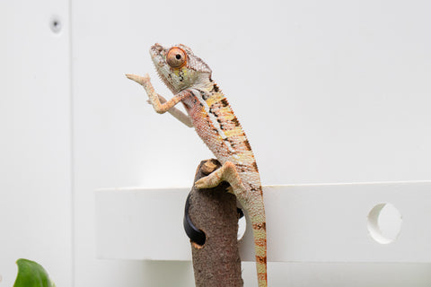 Ambilobe From "Fantara-makara" (AKA Star Gazer) x "Ontany-fango" (AKA Question Mark) - Hatched June - July 2026 - Male #3