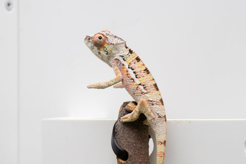 Ambilobe From "Fantara-makara" (AKA Star Gazer) x "Ontany-fango" (AKA Question Mark) - Hatched June - July 2026 - Male #3