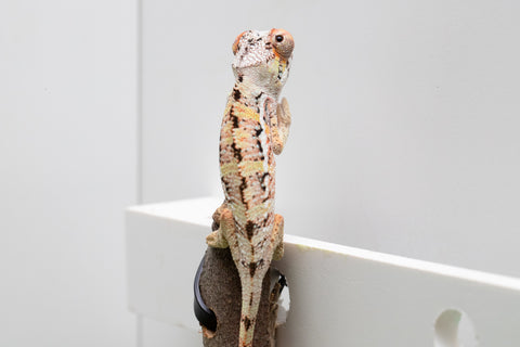Ambilobe From "Fantara-makara" (AKA Star Gazer) x "Ontany-fango" (AKA Question Mark) - Hatched June - July 2026 - Male #3