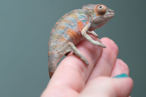 Ambilobe From "Fantara-makara" (AKA Star Gazer) x "Ontany-fango" (AKA Question Mark) - Hatched June - July 2026 - Male #4