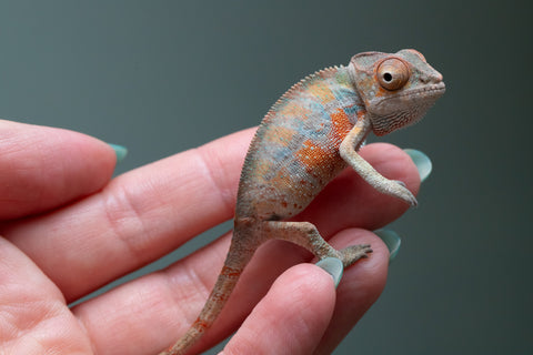 Ambilobe From "Fantara-makara" (AKA Star Gazer) x "Ontany-fango" (AKA Question Mark) - Hatched June - July 2026 - Male #4