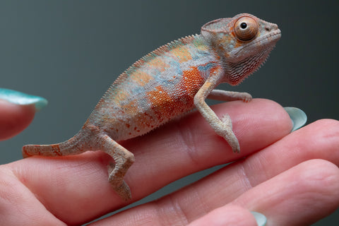 Ambilobe From "Fantara-makara" (AKA Star Gazer) x "Ontany-fango" (AKA Question Mark) - Hatched June - July 2026 - Male #4