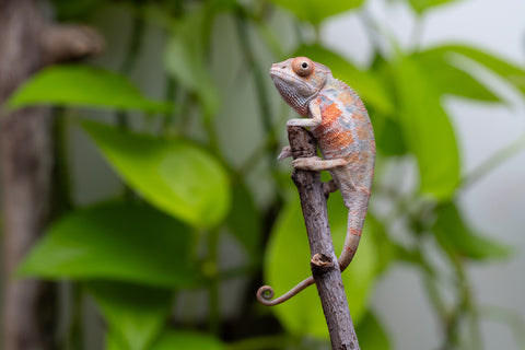 Ambilobe From "Fantara-makara" (AKA Star Gazer) x "Ontany-fango" (AKA Question Mark) - Hatched June - July 2026 - Male #4