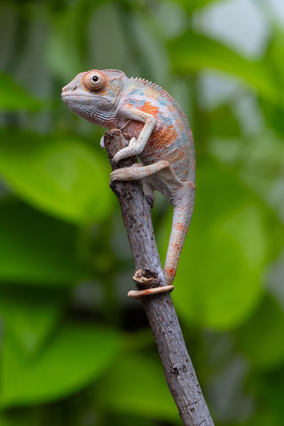 Ambilobe From "Fantara-makara" (AKA Star Gazer) x "Ontany-fango" (AKA Question Mark) - Hatched June - July 2026 - Male #4