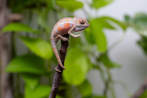 Ambilobe From "Fantara-makara" (AKA Star Gazer) x "Ontany-fango" (AKA Question Mark) - Hatched June - July 2026 - Male #4