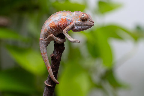 Ambilobe From "Fantara-makara" (AKA Star Gazer) x "Ontany-fango" (AKA Question Mark) - Hatched June - July 2026 - Male #4