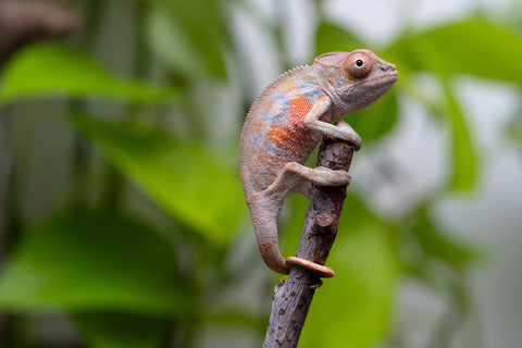 Ambilobe From "Fantara-makara" (AKA Star Gazer) x "Ontany-fango" (AKA Question Mark) - Hatched June - July 2026 - Male #4