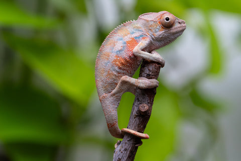 Ambilobe From "Fantara-makara" (AKA Star Gazer) x "Ontany-fango" (AKA Question Mark) - Hatched June - July 2026 - Male #4