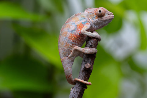Ambilobe From "Fantara-makara" (AKA Star Gazer) x "Ontany-fango" (AKA Question Mark) - Hatched June - July 2026 - Male #4