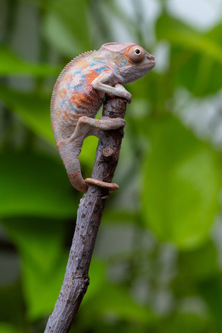 Ambilobe From "Fantara-makara" (AKA Star Gazer) x "Ontany-fango" (AKA Question Mark) - Hatched June - July 2026 - Male #4