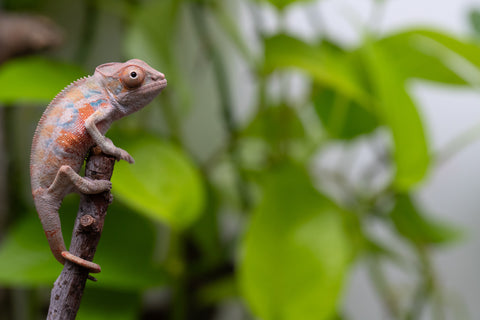 Ambilobe From "Fantara-makara" (AKA Star Gazer) x "Ontany-fango" (AKA Question Mark) - Hatched June - July 2026 - Male #4
