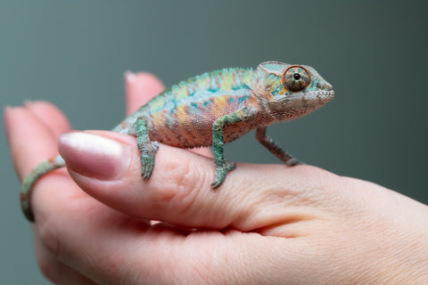 Ambilobe From "Fantara-makara" (AKA Star Gazer) x "Ontany-fango" (AKA Question Mark) - Hatched June - July 2026 - Male #5