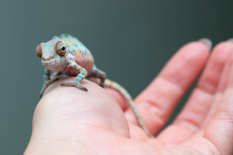 Ambilobe From "Fantara-makara" (AKA Star Gazer) x "Ontany-fango" (AKA Question Mark) - Hatched June - July 2026 - Male #5