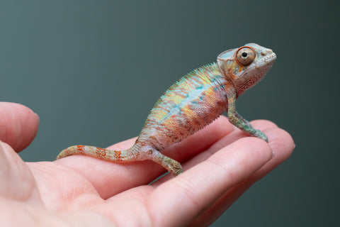 Ambilobe From "Fantara-makara" (AKA Star Gazer) x "Ontany-fango" (AKA Question Mark) - Hatched June - July 2026 - Male #5