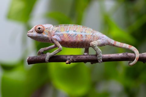 Ambilobe From "Fantara-makara" (AKA Star Gazer) x "Ontany-fango" (AKA Question Mark) - Hatched June - July 2026 - Male #5