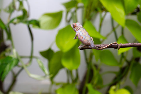 Ambilobe From "Fantara-makara" (AKA Star Gazer) x "Ontany-fango" (AKA Question Mark) - Hatched June - July 2026 - Male #5