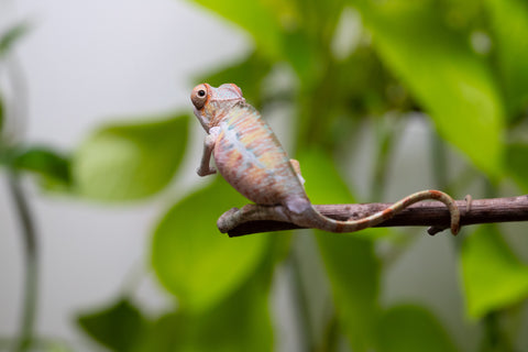 Ambilobe From "Fantara-makara" (AKA Star Gazer) x "Ontany-fango" (AKA Question Mark) - Hatched June - July 2026 - Male #5