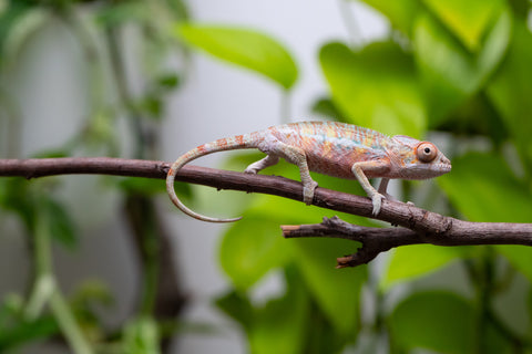 Ambilobe From "Fantara-makara" (AKA Star Gazer) x "Ontany-fango" (AKA Question Mark) - Hatched June - July 2026 - Male #5