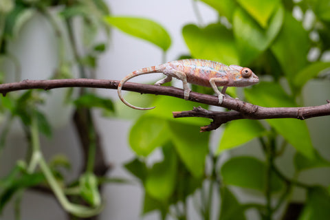 Ambilobe From "Fantara-makara" (AKA Star Gazer) x "Ontany-fango" (AKA Question Mark) - Hatched June - July 2026 - Male #5