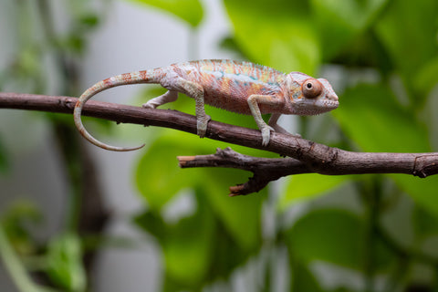 Ambilobe From "Fantara-makara" (AKA Star Gazer) x "Ontany-fango" (AKA Question Mark) - Hatched June - July 2026 - Male #5