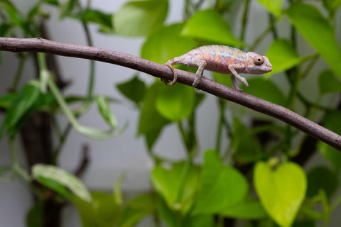 Ambilobe From "Fantara-makara" (AKA Star Gazer) x "Ontany-fango" (AKA Question Mark) - Hatched June - July 2026 - Male #5