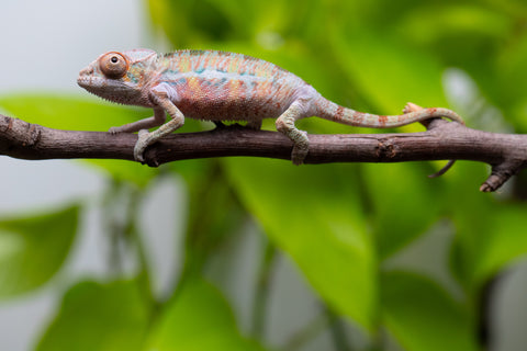 Ambilobe From "Fantara-makara" (AKA Star Gazer) x "Ontany-fango" (AKA Question Mark) - Hatched June - July 2026 - Male #5