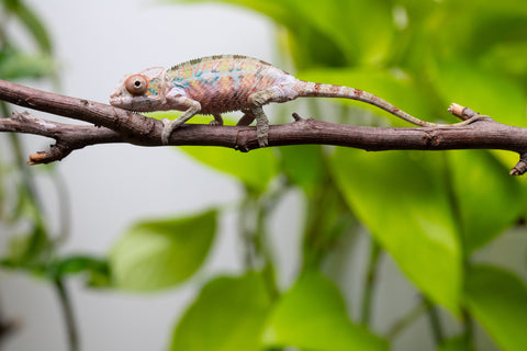 Ambilobe From "Fantara-makara" (AKA Star Gazer) x "Ontany-fango" (AKA Question Mark) - Hatched June - July 2026 - Male #5