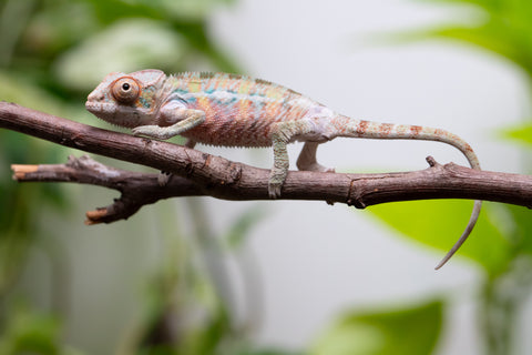 Ambilobe From "Fantara-makara" (AKA Star Gazer) x "Ontany-fango" (AKA Question Mark) - Hatched June - July 2026 - Male #5
