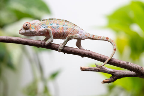 Ambilobe From "Fantara-makara" (AKA Star Gazer) x "Ontany-fango" (AKA Question Mark) - Hatched June - July 2026 - Male #5