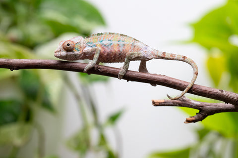 Ambilobe From "Fantara-makara" (AKA Star Gazer) x "Ontany-fango" (AKA Question Mark) - Hatched June - July 2026 - Male #5