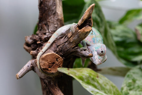 Ambilobe From "Fantara-makara" (AKA Star Gazer) x "Ontany-fango" (AKA Question Mark) - Hatched June - July 2026 - Male #6