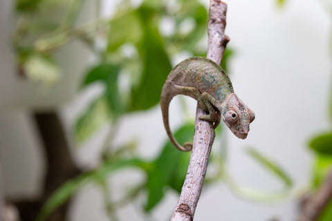Ambilobe From "Fantara-makara" (AKA Star Gazer) x "Ontany-fango" (AKA Question Mark) - Hatched June - July 2026 - Male #6