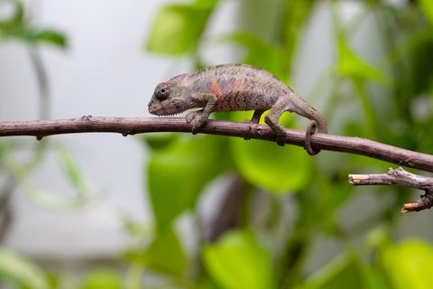 Ambilobe From "Fantara-makara" (AKA Star Gazer) x "Ontany-fango" (AKA Question Mark) - Hatched June - July 2026 - Male #6