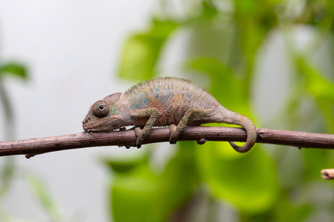 Ambilobe From "Fantara-makara" (AKA Star Gazer) x "Ontany-fango" (AKA Question Mark) - Hatched June - July 2026 - Male #6