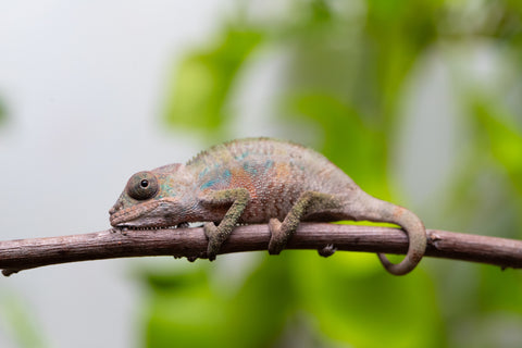 Ambilobe From "Fantara-makara" (AKA Star Gazer) x "Ontany-fango" (AKA Question Mark) - Hatched June - July 2026 - Male #6